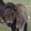 Black British Shetland pony foal