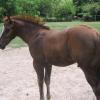 Chestnut AA colt during foal shed