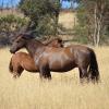 Dark Chestnut Morgan mare and foal 