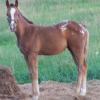Chestnut filly with LP eeAa