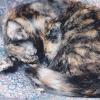 Suzy Tortoiseshell cat