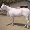 Dominant White Horse F