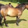 brown exmoor pony with panagre (horse)