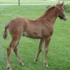 Golden Champagne Filly
