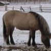 Grullo Icelandic Horse