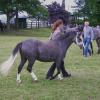 Dark Grey Welsh Pony