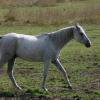 Grey Arabian