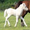 Smokey Cream Colt (horse) (foal)