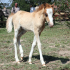 The Promise Red Dun Filly