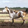 buckskin pinto stallion
