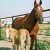 Arabian mare and her palomino filly