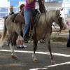 Quarter Horse Pony