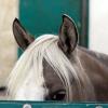 Quarter Horse Pony Silver Ears