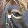 Light hair around the eye pangare (horse)
