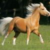 palomino welsh pony stallion