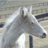 Silver Rocky Mountain Foal