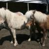 Silver black (left) and silver bay (right) Shetland ponies