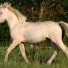 cremello foal (colt) (horse)