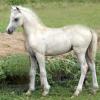 palomino + dun (dunalino) filly (horse)