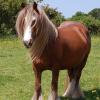 Vines Gypsy Red Mare
