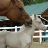 palomino plus silver foal (filly) (horse)