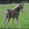 Silver Brown foal