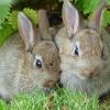 Wild Rabbits Showing the "Wild-Type" color