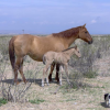 Red dun mare with dun colt (horse)
