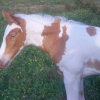 Gold Champagne Tobiano Foal