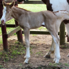 Gold champagne foal