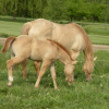 gold champagne dun mare and foal