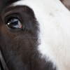 Partial Blue Eye in a horse