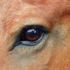 Brown horse eye