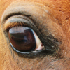 horse with white sclera