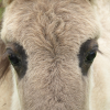 Brown eyed foal (horse)