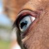 blue champagne foal eye