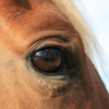 brown horse eye 