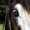 Blue eyed cob (horse)