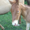 gold champagne foal with blue eyes