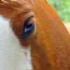 blue eyed horse