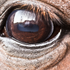 horse eye closeup 