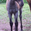 The same blue roan colt with a very faded coat
