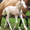 double dilute foal