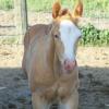 2011 Gold Champagne AQHA Filly