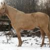 palomino thoroughbred stallion