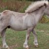 Silver Dapple tobiano Foal 