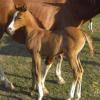 STM Tiempo chestnut foal going gray