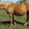 palomino mare (horse)